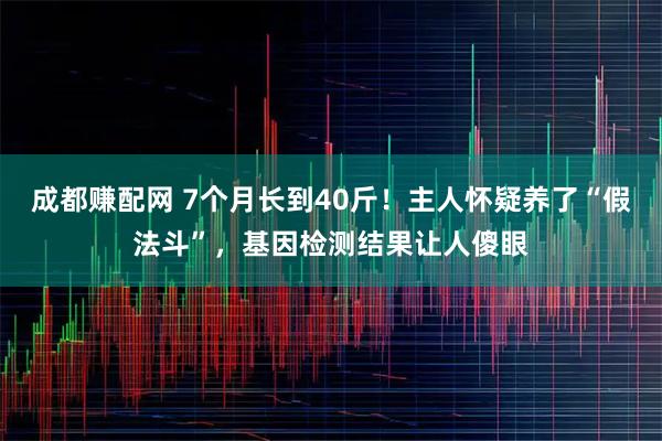 成都赚配网 7个月长到40斤!主人怀疑养了“假法斗”,基因检测结果让人傻眼