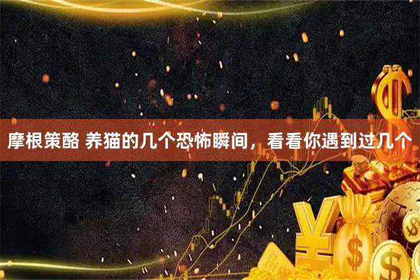 摩根策酪 养猫的几个恐怖瞬间，看看你遇到过几个