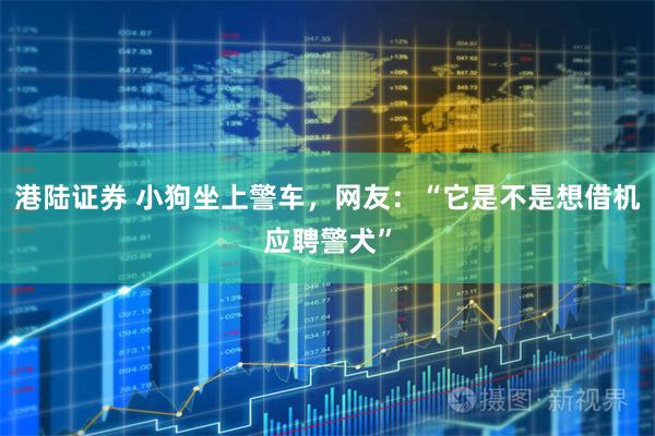 港陆证券 小狗坐上警车，网友：“它是不是想借机应聘警犬”