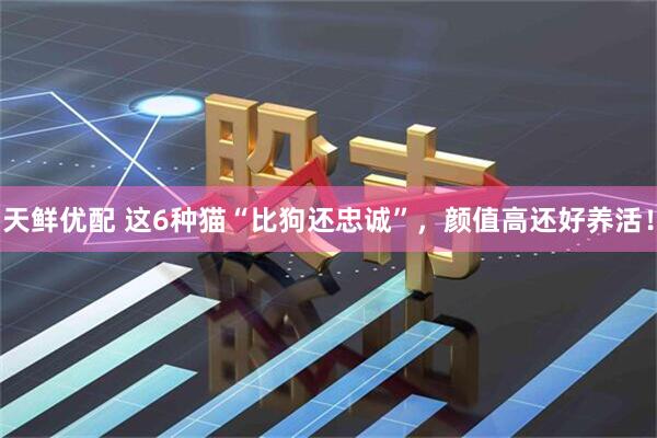 天鲜优配 这6种猫“比狗还忠诚”，颜值高还好养活！